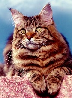 CH. coonyham's Sundance