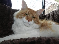 Garfield du temple celte