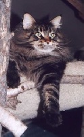 CH. gladdacoons Rafferty