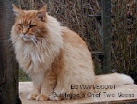 CH. guldfakse's Chief two moons