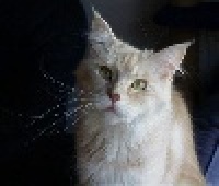 CH. witchcats Ivory