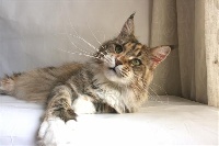 kittycoonz Enya