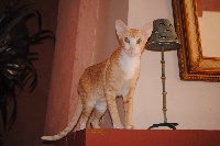 o feline Giulietta