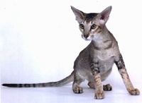 CH. shonstar Mon ami of purrsia