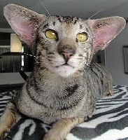 koosje van tutte's Let's cat loud
