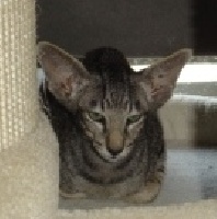 okonor Mylo