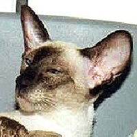 kattilan Hilarious hillary
