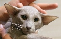 kattilan Wise virgin