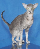 CH. kattilan Two five charlie