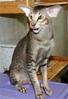 purrsia Chief oshkosh