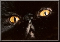 CH. pretty paros Little black boy