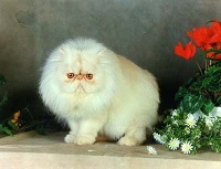CH. Peachh'n cream de lanleya