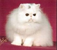cattrax Destiny (gc)