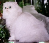 CH. brettachtal's Sheherezade