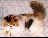 CH. Ocalico's skarlett of ark star