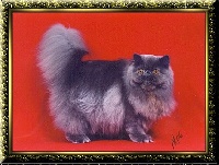 CH. boberan's Misty blue