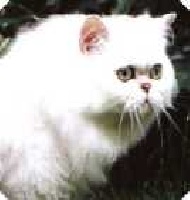 CH. ultamint Cavalier of missionhill