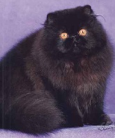 artemis Ted e.bear of couronne (gc-rw)