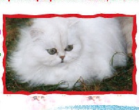 CH. Nana du galion fou