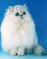 CH. persefelis Sugar baby of bogart cats