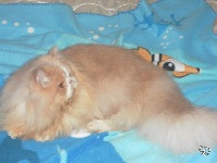 cobby-cat Fibilou