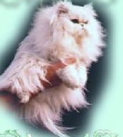 CH. brettachtal's Sweet joesy