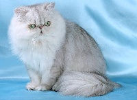 CH. blaze star Silver kenzel
