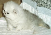 bogart cats Sugar bear