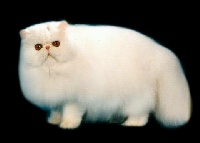 CH. cattrax duke-o'-earl