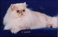 CH. a catburry's Give me more