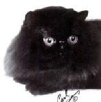 cattrax Night owl (gc)