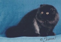 CH. artemis Ted e.bear of couronne