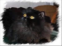 T'shogun black cat love du royaume des réves bleus