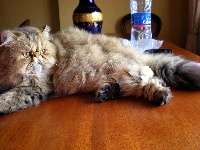 Bogart cats sugar oh honey honey Narf