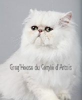 CH. Greg house du Comté d'Artois