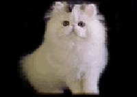 CH. purrfectgems Whiteout