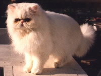CH. missionhill Manitu