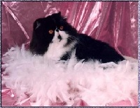 CH. candirand's Simply sassy
