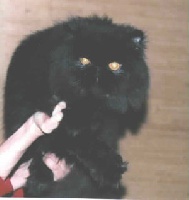 CH. Tehy night rider Lorien'cats
