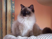 littledoll's Kimy