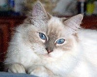 Diva du domaine d'Elior