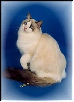 CH. dollhouse Designer blue genes