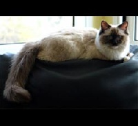 Victoria fiona dreams cat