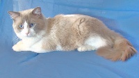 Harlequin des yeux bleus