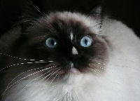 Hiouky, ragdoll de Bois Vignol