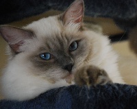 catlana Hermes dreams