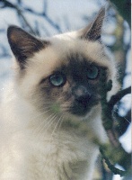 CH. Don juan du chant du cerf