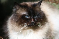 Bandit de la foret des druides