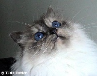 backkara's Anisette
