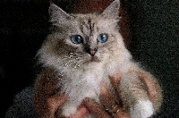 CH. Tennesse de saya san